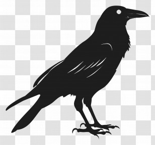 Crow Silhouette - Black Raven Silhouette Illustration Transparent PNG