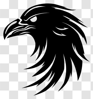 Black Raven - Raven Silhouette Illustration Transparent PNG