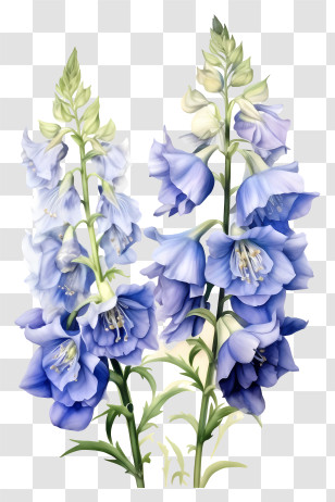 Elegant Delphinium Flower - Bell-shaped Purple Flowers In Bloom Transparent PNG