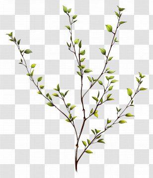 Small Twig - Tree Branch With Fresh Green Leaves Transparent PNG