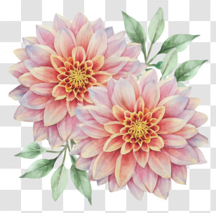 Pink Dahlia Flowers - Pink Dahlia Flowers With Green Leaves In Watercolor Transparent PNG