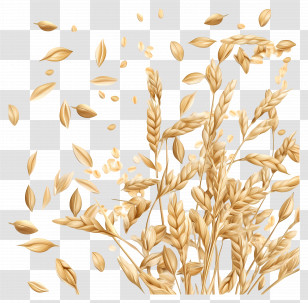 Oats - Golden Wheat Transparent PNG