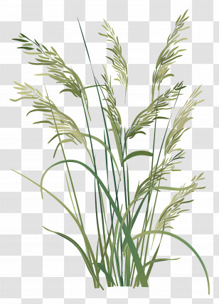 Rice Plants - Illustration Of Tall Green Grass Blades Transparent PNG