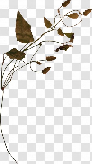 Bindweed Vine Tree Clip Art - Plant - Green Leaves Transparent PNG