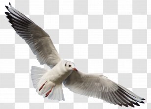 Bird Gulls DeviantArt Photography - Fauna - Seagull Transparent PNG