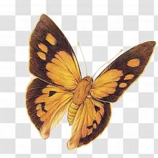 Monarch Butterfly Oil Painting Illustration - Artist - Color Transparent PNG