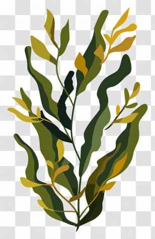 Kelp - Green Seaweed Botanical Illustration Transparent PNG