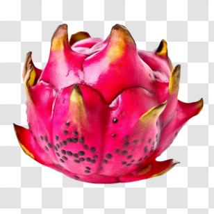 Dragon Fruit - Pink Tropical Dragon Fruit Transparent PNG