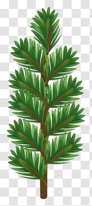 Pine Tree - Illustrated Green Tree Branch Transparent PNG