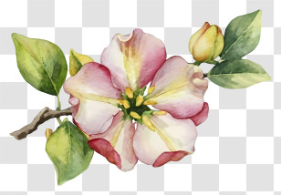 Pink Flower Painting - Pink Flower With Leaves In Soft Watercolor Style Transparent PNG