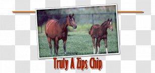 Mane Mustang Rein Stallion Mare - Quarter Horse Transparent PNG