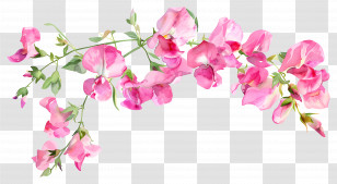 Sweet Pea Flowers - Delicate Pink Watercolor Flowers In Bloom Transparent PNG