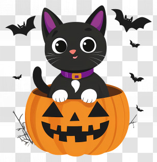 Halloween Black Cat - Black Cat Sitting In Pumpkin For Halloween Transparent PNG