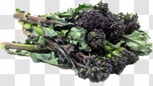 Broccolini Vegetarian Cuisine Curly Kale Rapini - Superfood - Broccoli Sprouts Transparent PNG