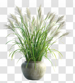 Miscanthus Sinensis - Potted Pampas Grass As Decorative Plant Transparent PNG