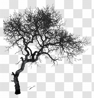 Tree Shadow - Black Barren Tree Silhouette Transparent PNG