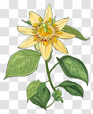Blooming Flower - Detailed Illustration Of A Yellow Passion Flower Transparent PNG