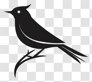 Bird Day - Black Bird Silhouette Artwork Transparent PNG