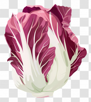 Radicchio - Radicchio Vegetable With Red Leaves Transparent PNG