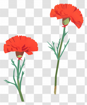 Carnation Flower - Red Carnation Flowers With Delicate Stems Transparent PNG
