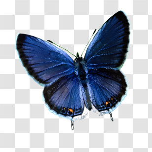 Mariposas - Blue Butterfly Illustration Transparent PNG