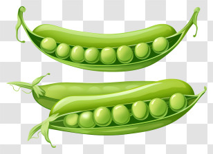 Green Pea Pod - Green Pea Pods With Fresh Peas Inside Transparent PNG