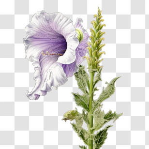 Foxglove Flower - Purple Blooming Flower With A Green Stem Illustration Transparent PNG