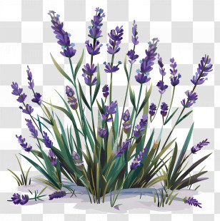 Garden Lavender - Lavender Plant With Beautiful Purple Blooms Transparent PNG