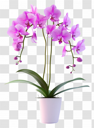 Potted Orchid Flowers - Purple Orchid In A Decorative Pot Transparent PNG