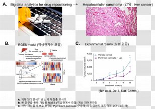Science News Erectile Dysfunction Sildenafil Research - Watercolor - Liver Cancer Transparent PNG