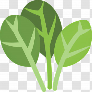 Spinach - Cartoon Spinach Leaves Illustration Transparent PNG
