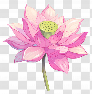 Pink Lotus Flower - Beautiful Pink Lotus Flower Illustration Transparent PNG