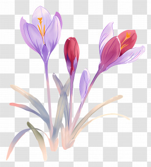 Saffron Crocus - Watercolor Crocus Flowers In Purple And Red Transparent PNG