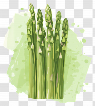 Asparagus - Fresh Green Asparagus Watercolor Illustration Transparent PNG