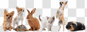 Stock Photography Dog Cat Pet Animal Transparent PNG