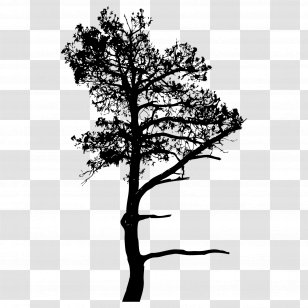 A3B Assessoria Ambiental Silhouette Drawing Art - Pine Family - Palm Tree Transparent PNG