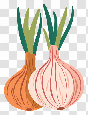 Onions Illustration - Colorful Illustration Of Onions Transparent PNG