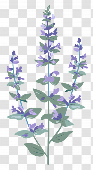 Catmint - Lavender Flower Botanical Illustration Transparent PNG