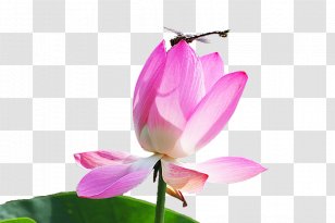 Nelumbo Nucifera Pink Euclidean Vector - Flora - Lotus Transparent PNG