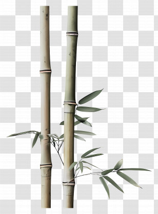 Bamboo - Elegant Bamboo Stems And Leaves Transparent PNG