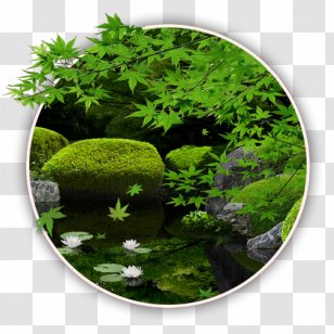 Color Zen My Moody Free - Aquatic Plant - Live Wallpaper Android Application Package Google PlayZen Garden Transparent PNG