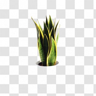 CitroÃ«n Cactus M Agave Grasses Flowerpot INAV DBX MSCI AC WORLD SF - Inav Dbx Msci Ac World Sf Transparent PNG