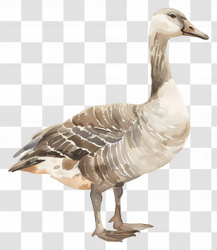 Goose - Watercolor Goose Transparent PNG