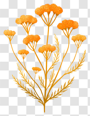 Yarrow - Yellow Flowering Plant Transparent PNG