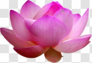Nelumbo Nucifera Sandalwood Kannauj Pink Ittar - Lotus Draw Transparent PNG