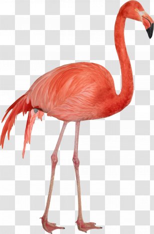 Download Computer File - Html - Flamingo Transparent PNG