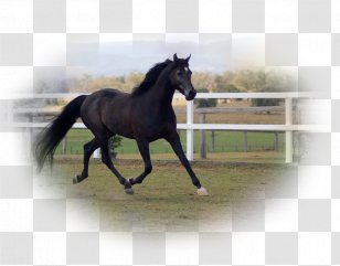 Stallion Mustang Halter Mare Bridle - Colt Transparent PNG