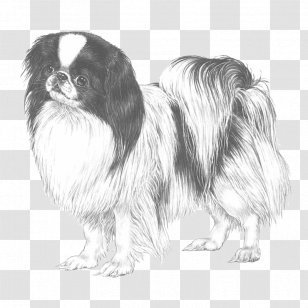 Japanese Chin Tibetan Spaniel Dog Breed Chinese Imperial Pekingese - Enterprise X Transparent PNG