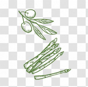 Plant Euclidean Vector - Google Images Transparent PNG