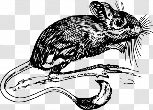 Vertebrate Jerboa Gerbil Mammal Clip Art - Rat Transparent PNG